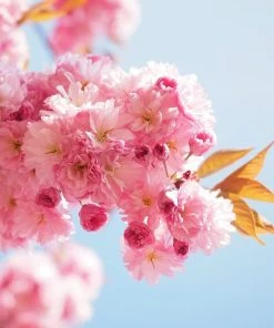 Roots Plants Trees & Shrubs Cheal's Weeping Cherry Blossom Tree | Prunus 'Kiku-Shidare' 11 Roots Plants Trees & Shrubs Cheal's Weeping Cherry Blossom Tree | Prunus 'Kiku-Shidare'