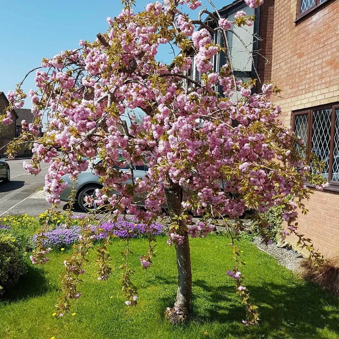 Roots Plants Trees & Shrubs Cheal's Weeping Cherry Blossom Tree | Prunus 'Kiku-Shidare' 3 Roots Plants Trees & Shrubs Cheal's Weeping Cherry Blossom Tree | Prunus 'Kiku-Shidare'