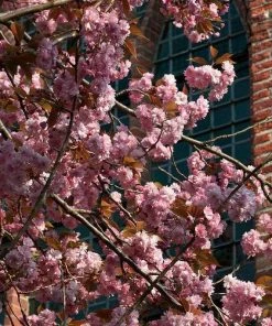 Roots Plants Japanese Cherry Blossom Tree | Prunus Serrulata 'Kanzan'
