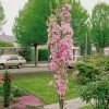 Roots Plants Trees & Shrubs Flagpole' Cherry Blossom Tree | Prunus Amanogowa 2 Roots Plants Trees & Shrubs Flagpole' Cherry Blossom Tree | Prunus Amanogowa