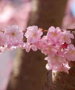 Roots Plants Trees & Shrubs Accolade Cherry Blossom Tree