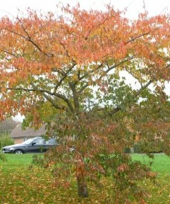 Roots Plants Trees & Shrubs Accolade Cherry Blossom Tree