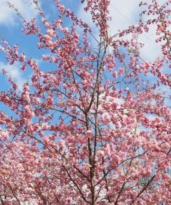 Roots Plants Trees & Shrubs Accolade Cherry Blossom Tree