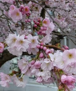 Roots Plants Trees & Shrubs Accolade Cherry Blossom Tree