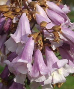 Roots Plants Foxglove Tree | Paulownia Tomentosa