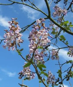 Roots Plants Foxglove Tree | Paulownia Tomentosa