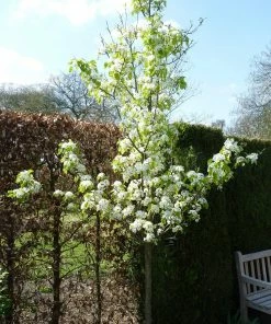 Roots Plants Trees & Shrubs Ornamental Pear Tree | Pyrus Chanticleer 7 Roots Plants Trees & Shrubs Ornamental Pear Tree | Pyrus Chanticleer