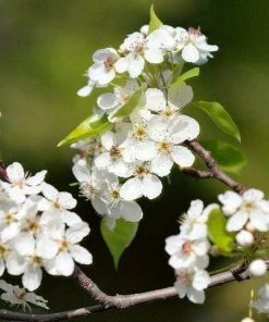 Roots Plants Trees & Shrubs Ornamental Pear Tree | Pyrus Chanticleer 8 Roots Plants Trees & Shrubs Ornamental Pear Tree | Pyrus Chanticleer