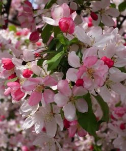 Roots Plants Japanese Crabapple Tree | Malus Floribunda