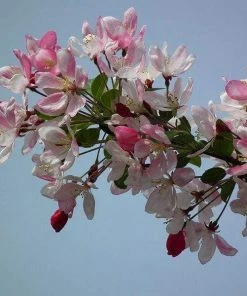 Roots Plants Japanese Crabapple Tree | Malus Floribunda