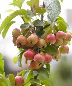 Roots Plants Trees & Shrubs Evereste Crabapple Tree 9 Roots Plants Trees & Shrubs Evereste Crabapple Tree