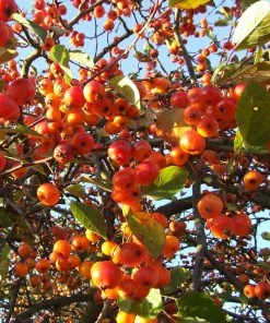 Roots Plants Trees & Shrubs Evereste Crabapple Tree 10 Roots Plants Trees & Shrubs Evereste Crabapple Tree