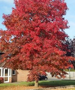 Roots Plants Sweetgum Tree | Liquidambar Styraciflua 'Worplesdon'