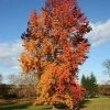 Roots Plants Trees & Shrubs Sweetgum Tree | Liquidambar Styraciflua 1 Roots Plants Trees & Shrubs Sweetgum Tree | Liquidambar Styraciflua