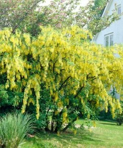 Roots Plants Golden Rain Tree | Laburnum Watereri 'Vossii'