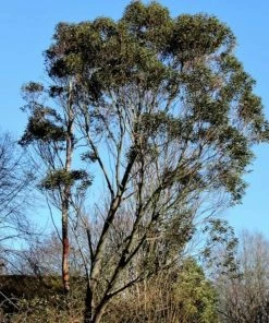 Roots Plants Snow Gum Tree | Eucalyptus Pauciflora 'Niphophila' Trees & Shrubs