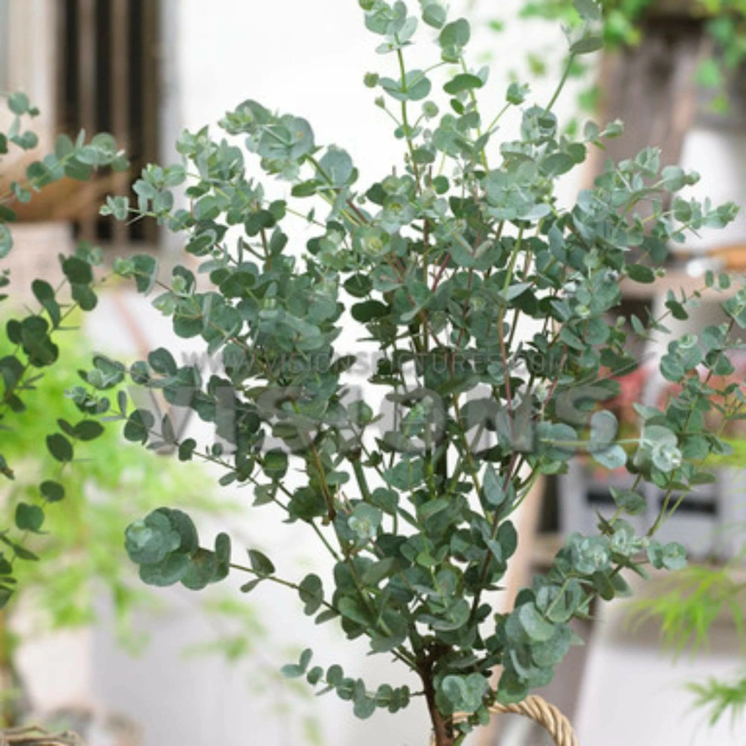 Roots Plants Hardy Eucalyptus Tree | Eucalyptus Gunnii 3 Roots Plants Hardy Eucalyptus Tree | Eucalyptus Gunnii