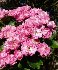 Roots Plants Red Hawthorn Tree | Crataegus Laevigata 'Paul's Scarlet' Trees & Shrubs