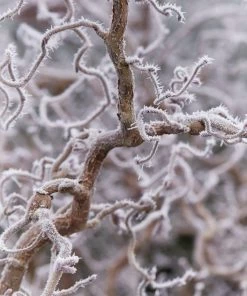 Roots Plants Purple Corkscrew Hazel | Corylus Avellana 'Red Majestic'