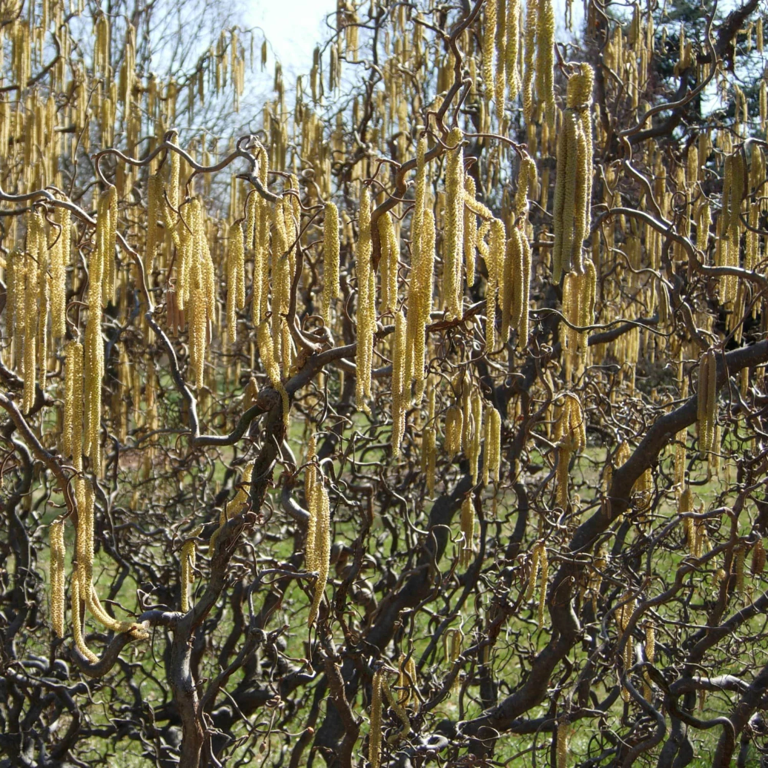 Roots Plants Corkscrew Hazel | Corylus Avellana 'Contorta' 8 Roots Plants Corkscrew Hazel | Corylus Avellana 'Contorta'