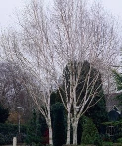 Roots Plants Himalayan Birch Tree | Betula Utilis Jacquemontii 9 Roots Plants Himalayan Birch Tree | Betula Utilis Jacquemontii