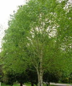 Roots Plants Himalayan Birch Tree | Betula Utilis Jacquemontii 10 Roots Plants Himalayan Birch Tree | Betula Utilis Jacquemontii