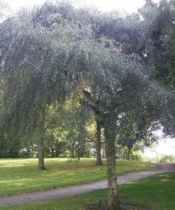 Roots Plants Weeping Silver Birch Tree | Betula Pendula Youngii