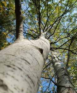 Roots Plants Paper Birch Tree | Betula Papyrifera Trees & Shrubs