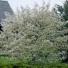 Roots Plants Trees & Shrubs Juneberry Tree | Amelanchier Lamarckii