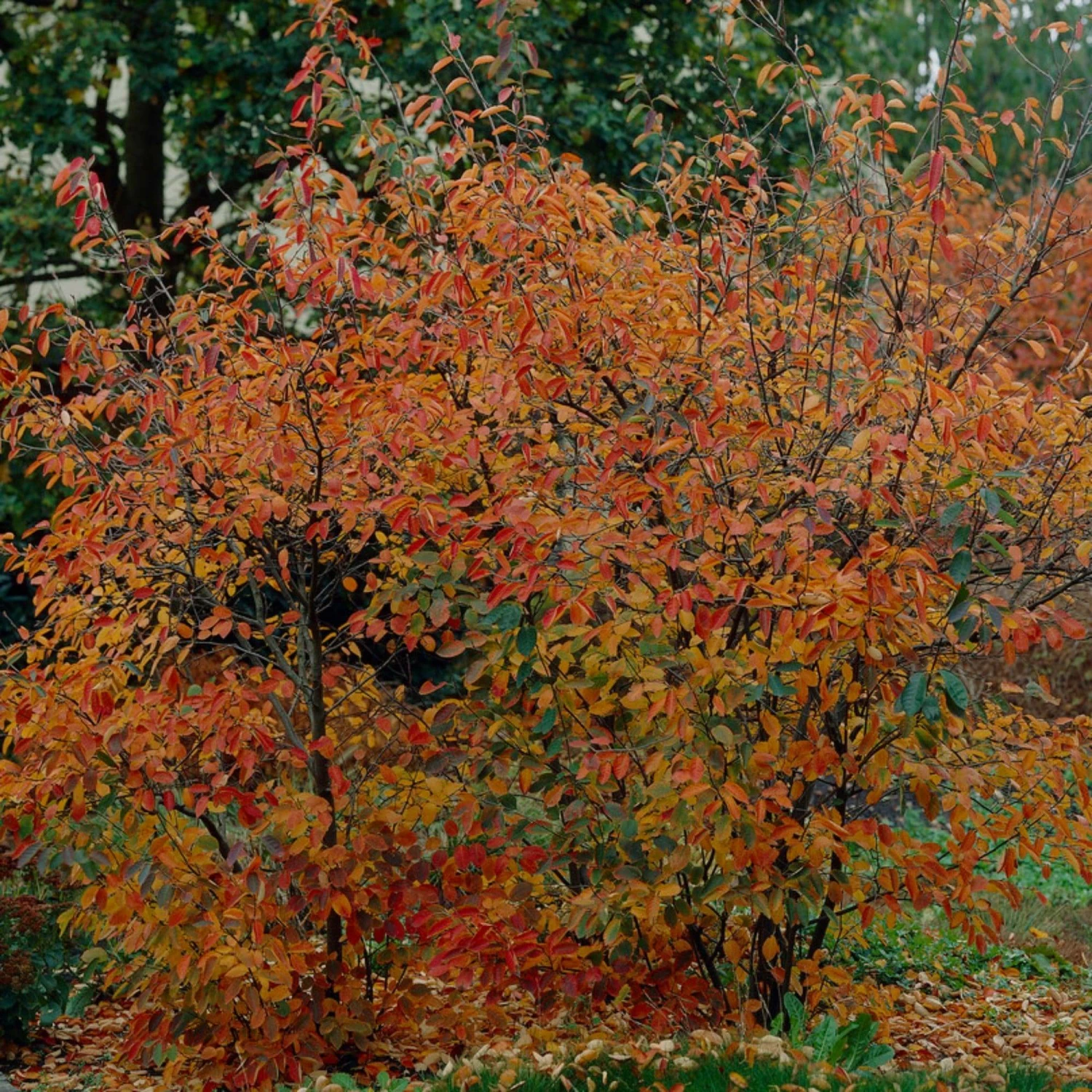 Roots Plants Trees & Shrubs Juneberry Tree | Amelanchier Lamarckii 4 Roots Plants Trees & Shrubs Juneberry Tree | Amelanchier Lamarckii