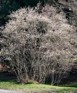 Roots Plants Trees & Shrubs Snowy Mespilus | Juneberry Tree | Amelanchier Canadensis