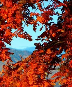 Roots Plants Trees & Shrubs Scarlet Japanese Rowan Tree | Sorbus Commixta 'Embley' 11 Roots Plants Trees & Shrubs Scarlet Japanese Rowan Tree | Sorbus Commixta 'Embley'