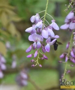 Roots Plants Wisteria Brachybotrys 'Okayama' | On A 90cm Cane In A 3L Pot