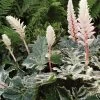 Roots Plants Perennials Acanthus 'Whitewater' 2 Roots Plants Perennials Acanthus 'Whitewater'