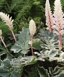 Roots Plants Perennials Acanthus 'Whitewater'