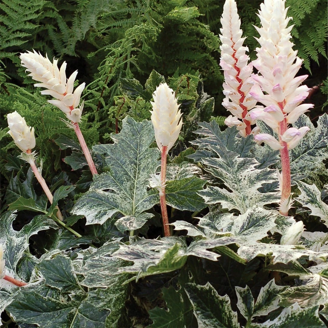 Roots Plants Perennials Acanthus 'Whitewater' 3 Roots Plants Perennials Acanthus 'Whitewater'
