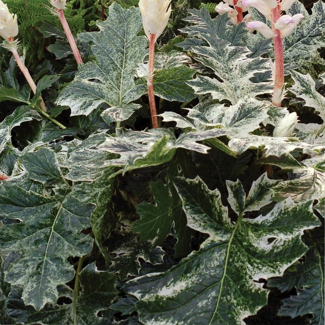 Roots Plants Perennials Acanthus 'Whitewater' 4 Roots Plants Perennials Acanthus 'Whitewater'