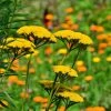 Roots Plants Achillea 'Cloth Of Gold' Perennials 2 Roots Plants Achillea 'Cloth Of Gold' Perennials
