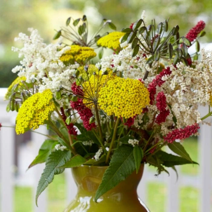Roots Plants Achillea 'Cloth Of Gold' Perennials 6 Roots Plants Achillea 'Cloth Of Gold' Perennials
