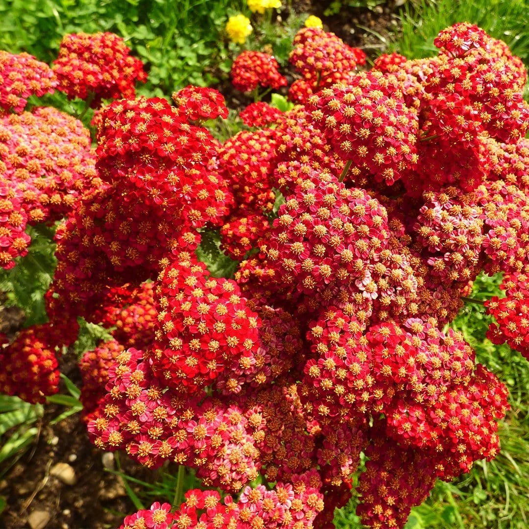 Roots Plants Achillea 'Strawberry Seduction' | 10.5cm Pot Perennials 4 Roots Plants Achillea 'Strawberry Seduction' | 10.5cm Pot Perennials