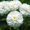 Roots Plants Achillea 'The Pearl' | 10.5cm Pot