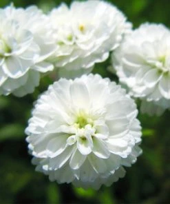 Roots Plants Achillea 'The Pearl' | 10.5cm Pot