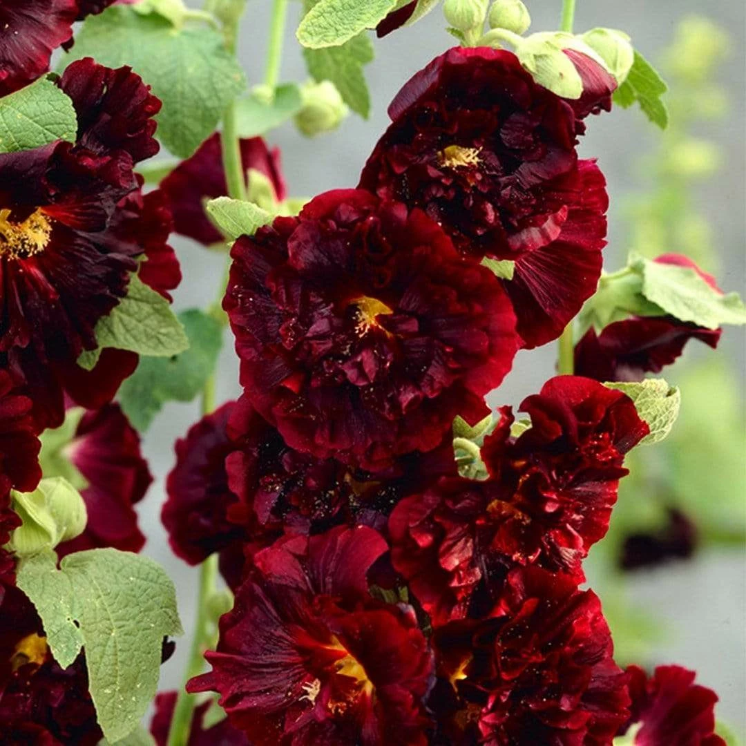 Roots Plants Hollyhock 'Chater's Maroon' | Alcea | 1L Pot Perennials 3 Roots Plants Hollyhock 'Chater's Maroon' | Alcea | 1L Pot Perennials