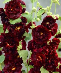 Roots Plants Hollyhock 'Chater's Maroon' | Alcea | 1L Pot Perennials