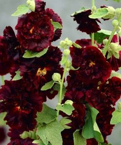 Roots Plants Hollyhock 'Chater's Maroon' | Alcea | 1L Pot Perennials 7 Roots Plants Hollyhock 'Chater's Maroon' | Alcea | 1L Pot Perennials
