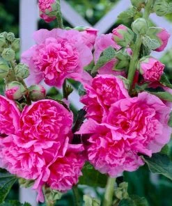 Roots Plants Hollyhock 'Chater's Rose' | Alcea | 1L Pot Perennials