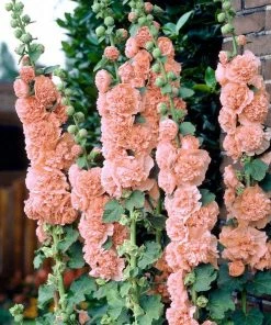 Roots Plants Hollyhock 'Chater's Salmon Pink' | Alcea | 1L Pot Perennials