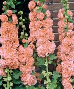 Roots Plants Hollyhock 'Chater's Salmon Pink' | Alcea | 1L Pot Perennials