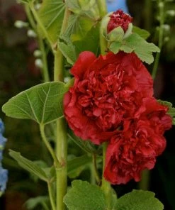 Roots Plants Hollyhock 'Chater's Scarlet' | Alcea | 1L Pot