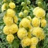 Roots Plants Hollyhock 'Chater's Yellow' |Alcea | 1L Pot Perennials